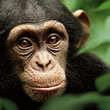 Chimpanzee